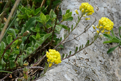 Alyssum montanum