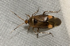 Deraeocoris olivaceus