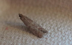 Ephestia elutella