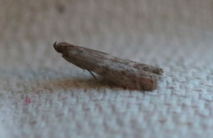 Ephestia elutella