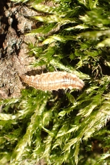 Chrysoperla