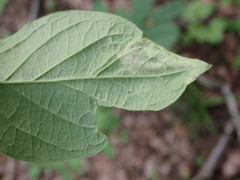 Aulagromyza cornigera