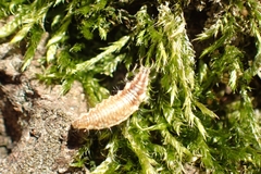 Chrysoperla
