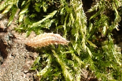 Chrysoperla