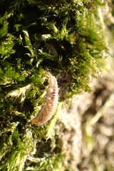 Chrysoperla