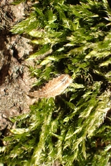 Chrysoperla