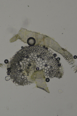 Hypnum dieckii