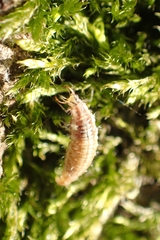 Chrysoperla