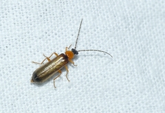 Rhagonycha lutea
