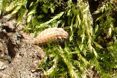 Chrysoperla