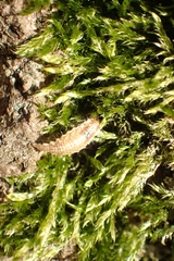 Chrysoperla
