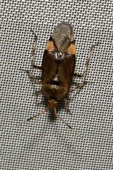 Deraeocoris olivaceus
