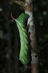 Xylophanes chiron
