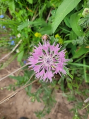 Centaurea iberica