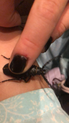 Prionus coriarius
