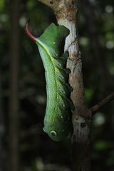 Xylophanes chiron