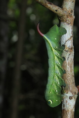 Xylophanes chiron