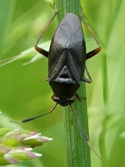 Capsus ater