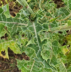 Silybum marianum