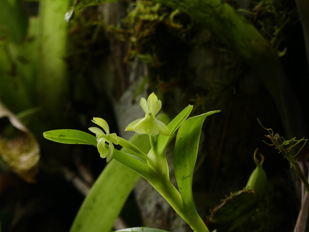 Epidendrum williamsii Dodson