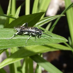 Macrophya epinota