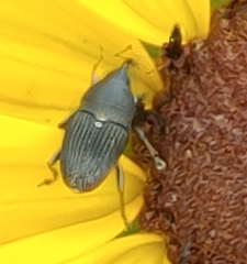 Odontocorynus umbellae