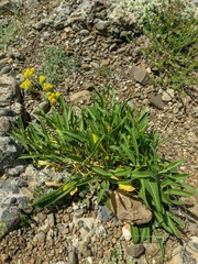 Cephalaria coriacea