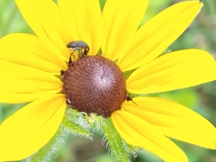 Odontocorynus umbellae