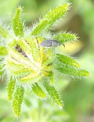 Odontocorynus umbellae
