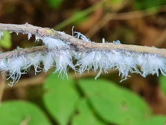 Prociphilus xylostei