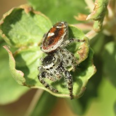 Phidippus tyrrelli