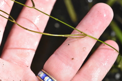 Potamogeton trichoides
