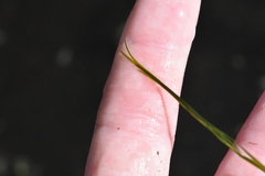 Potamogeton trichoides