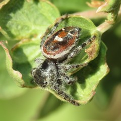 Phidippus tyrrelli