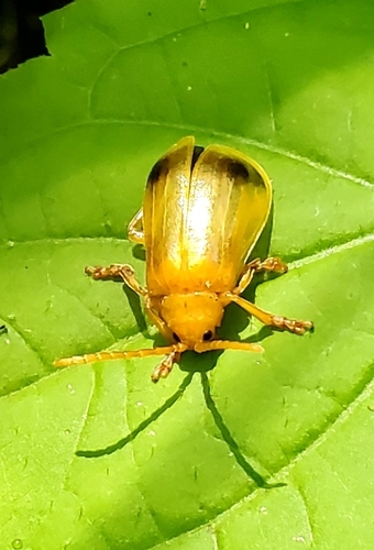 Larger Elm Leaf Beetle