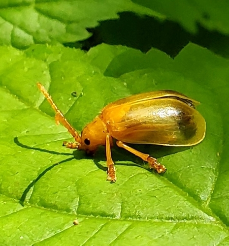 Larger Elm Leaf Beetle
