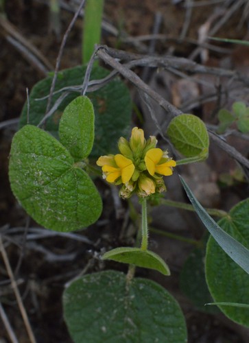 Image of Rhynchosia reniformis by (c) Daniel McNair, some rights reserved (CC BY)