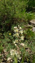 Anticlea elegans elegans