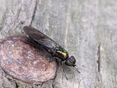 Chloromyia formosa