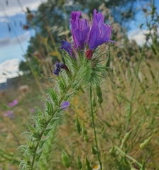 Echium plantagineum