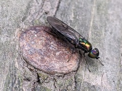 Chloromyia formosa