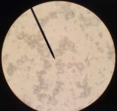 Saccharomycetes