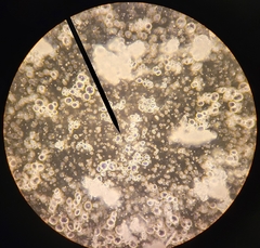Saccharomycetes