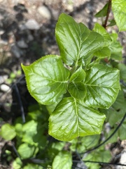 Hydrangea petiolaris