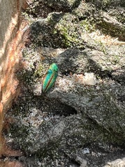 Buprestis striata