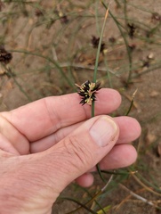 Juncus lesueurii