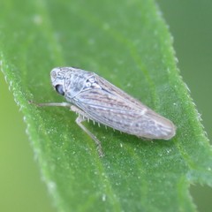 Amphigonalia severini