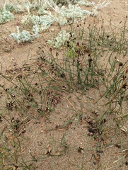 Juncus lesueurii