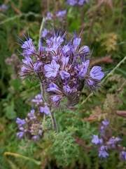 Phacelia tanacetifolia