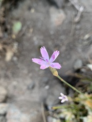 Dianthus charidemi
